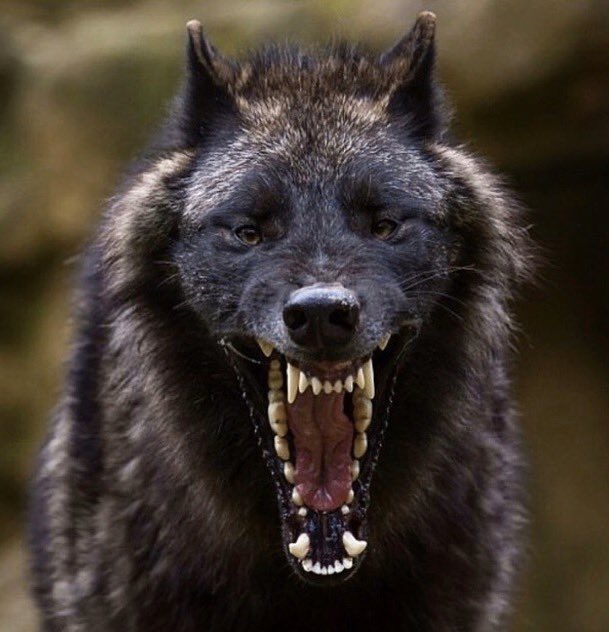 ShutUpJeff18's tweet image. I’ll NEVER turn back
I’ll NEVER give up
I’ll NEVER settle
I’ll NEVER stop short
#AlphaProtocol