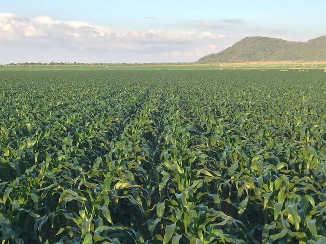 basera_john's tweet image. Farming must make a farmer better, not bitter! Contract Farming Models make farming profitable and better. 
They are the way to go, the way to grow and the 'silver' tool in the Agric Transformation Toolkit.