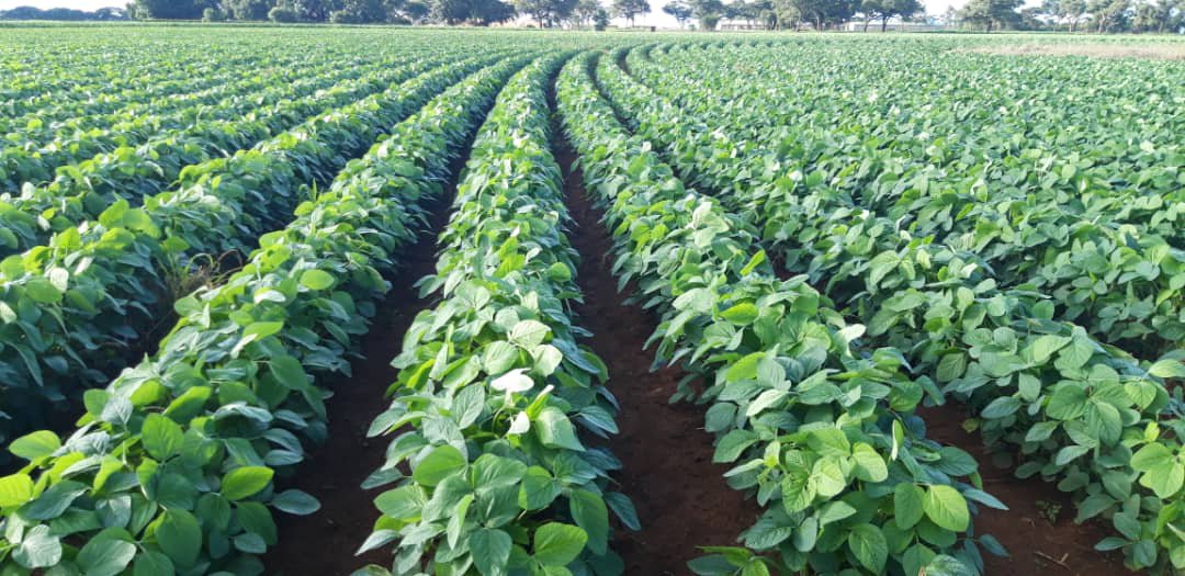 basera_john's tweet image. Farming must make a farmer better, not bitter! Contract Farming Models make farming profitable and better. 
They are the way to go, the way to grow and the 'silver' tool in the Agric Transformation Toolkit.