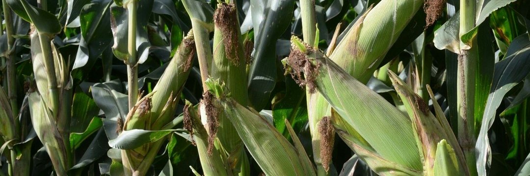 basera_john's tweet image. Farming must make a farmer better, not bitter! Contract Farming Models make farming profitable and better. 
They are the way to go, the way to grow and the 'silver' tool in the Agric Transformation Toolkit.