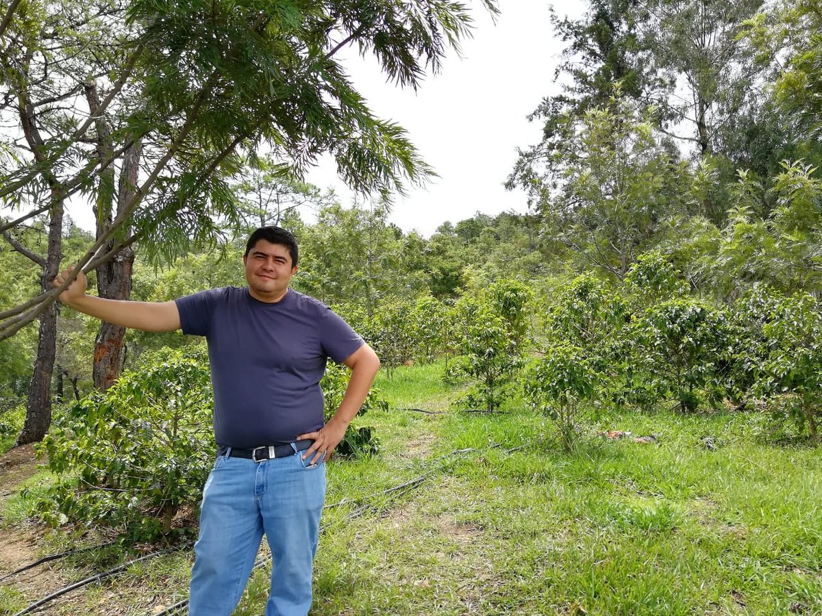 Guatemalacoffee's tweet image. Los Aguacatones began as an avocado planting project in 2009. The farm has since gone on to produce @CupOfExcellence winning coffees! #GuatemalanCoffees