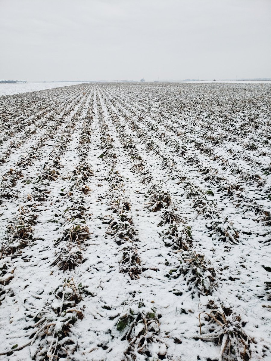 Todd Bergen-Henengouwen tweet media