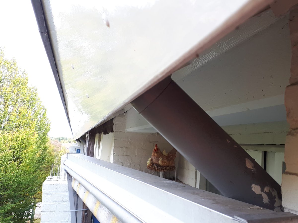 Tijdens het ecologisch ongeschikt maken van gebouwen op hoogte komen collega's soms bijzondere soorten tegen.😉