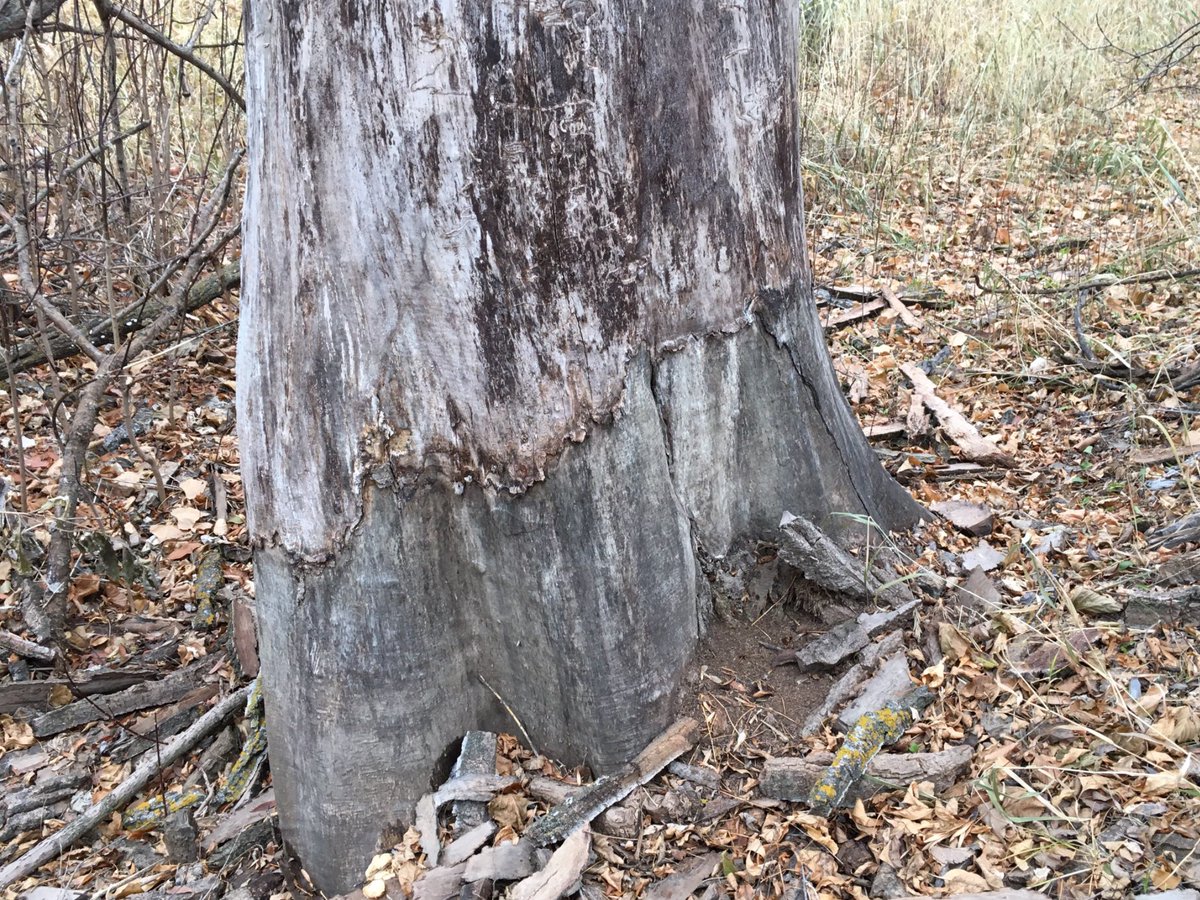 buddhaOno's tweet photo. Tree bared. Always look up!
#HeadingleyMB #InsectTrails #NoBark
@pickle_water https://t.co/Ty9xLQZvXa