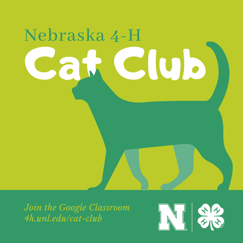 Check out the NEW #NE4H Cat Club! It is now a self-paced learning opportunity with new lessons on the 5th of each month from September through May. Join the Nebraska #4H Cat Club via Google Classroom today to access new lessons: 4h.unl.edu/cat-club