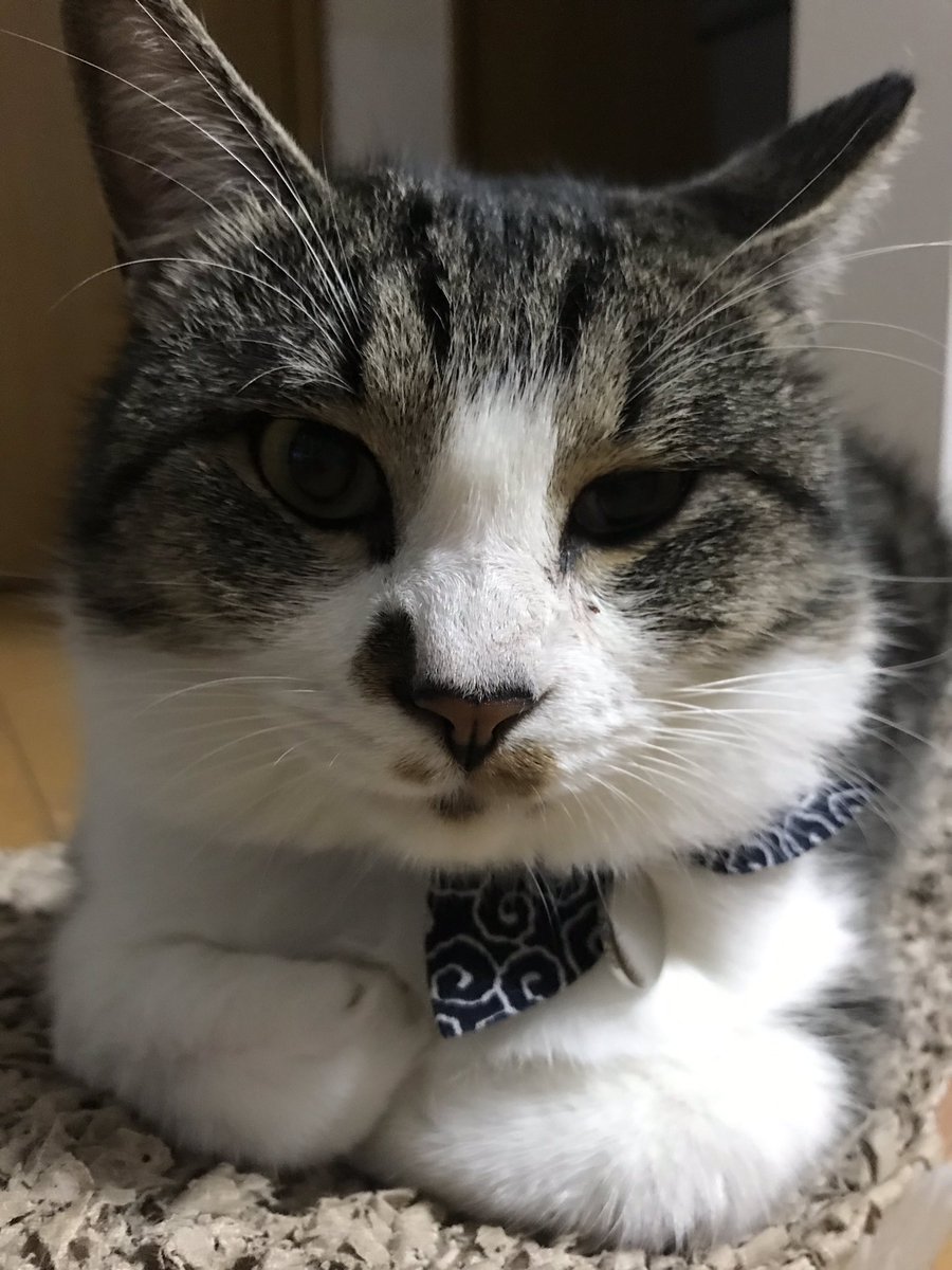 プイプイどてにゃん王国 夫人 短足 顔デカ 横広 ドテコノ仲間 ナノ 訳 ずんぐりむっくり体型にぶさいくな猫 なので 仲間意識が芽生えたそうです