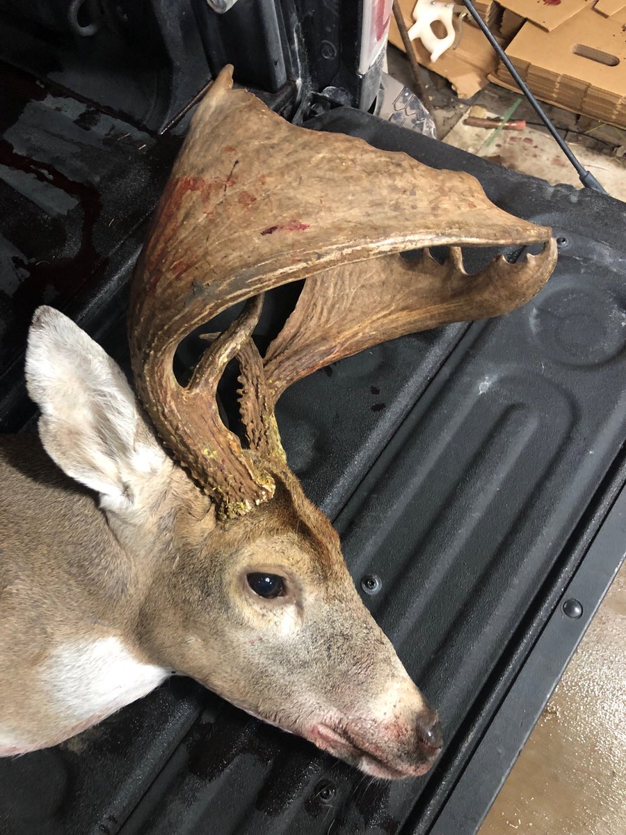 WalterscheidMel's tweet photo. You don’t see a rack like this very often!  Whitetail freak!! https://t.co/UeeTY3Y7Mq