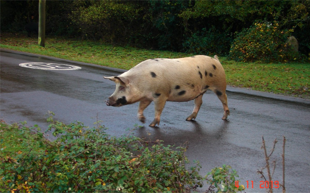 And this is one reason why: pigs on pannage in 30mph zone. This is a big porker - collide with her &amp; she dies, but at ~200kg there's significant impact &amp; damage, maybe car skids off wet road...  By the way there are two pigs in this photo - one black pig in deep shadow top left.