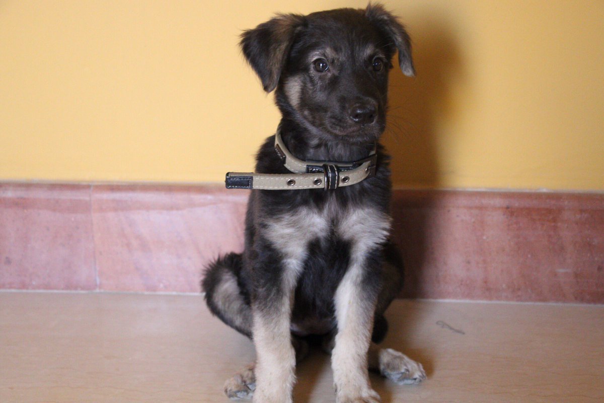 PupperPicks's tweet image. Meet Zoe! She looks like a very VERY good &amp;amp; sweet German Shepard 😍 Adorable eyes, and even adorable-er tongue 😝 We love her! Thanks for sharing @fafi4life and @Cpt_hazemEmad!
.
.
.
#dogs #doggy #Dog #dogsoftwitter #puppies #puppy #cute #Aww #CutenessOverload #woof #PupperPix