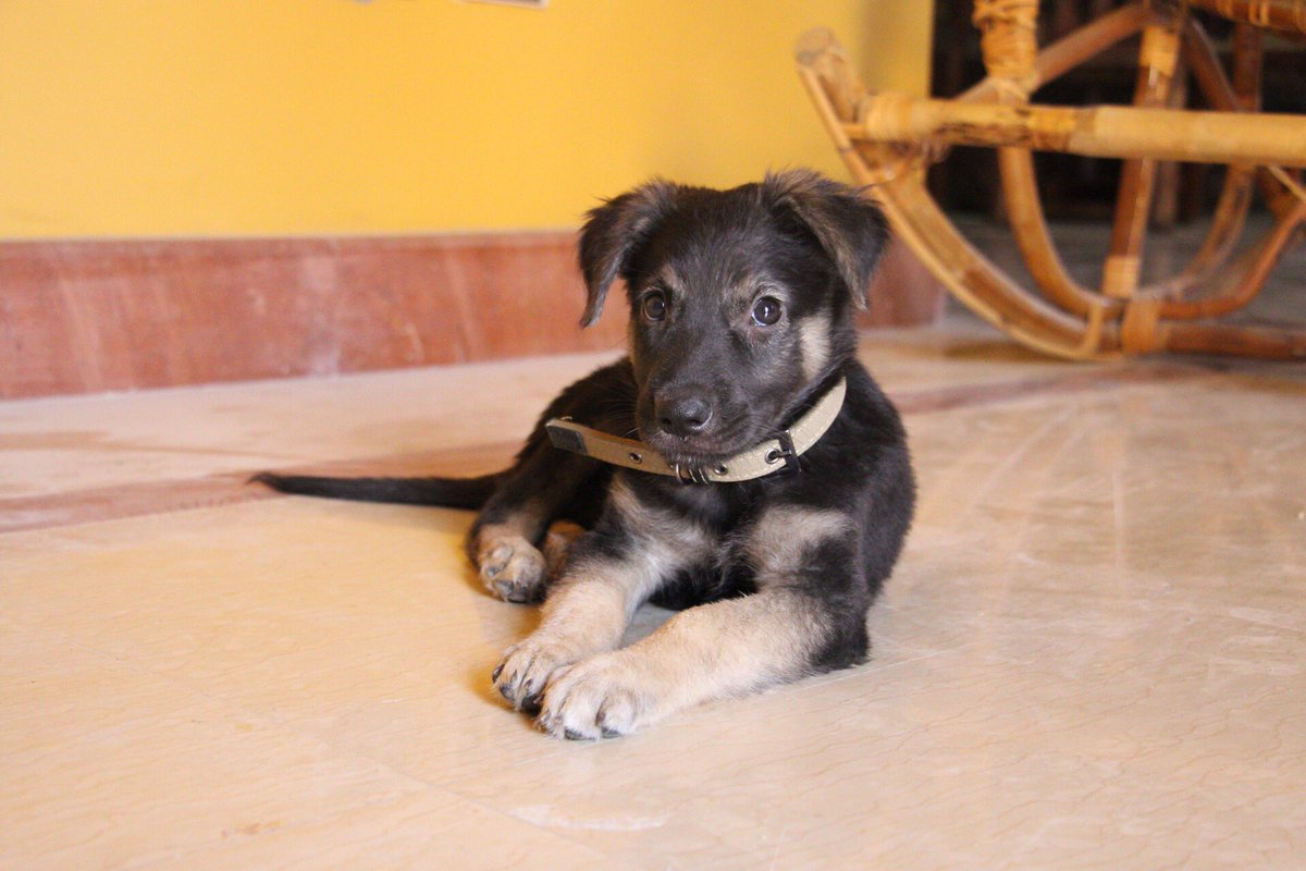 PupperPicks's tweet image. Meet Zoe! She looks like a very VERY good &amp;amp; sweet German Shepard 😍 Adorable eyes, and even adorable-er tongue 😝 We love her! Thanks for sharing @fafi4life and @Cpt_hazemEmad!
.
.
.
#dogs #doggy #Dog #dogsoftwitter #puppies #puppy #cute #Aww #CutenessOverload #woof #PupperPix