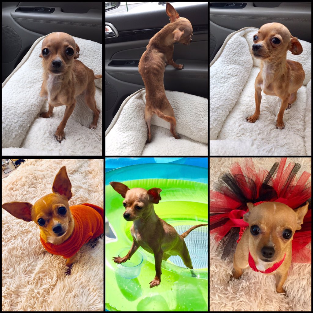 PupperPicks's tweet image. I wanted to share this transformation of @WynnWs's rescued chihuahua, Roo! At first, she was very malnourished and very skinny, even for a dog of her size at (top row of images), but look at the perfect princess now 😍 Thank you @WynnWs for rescuing this pup 😇❤️

#AdoptDontShop