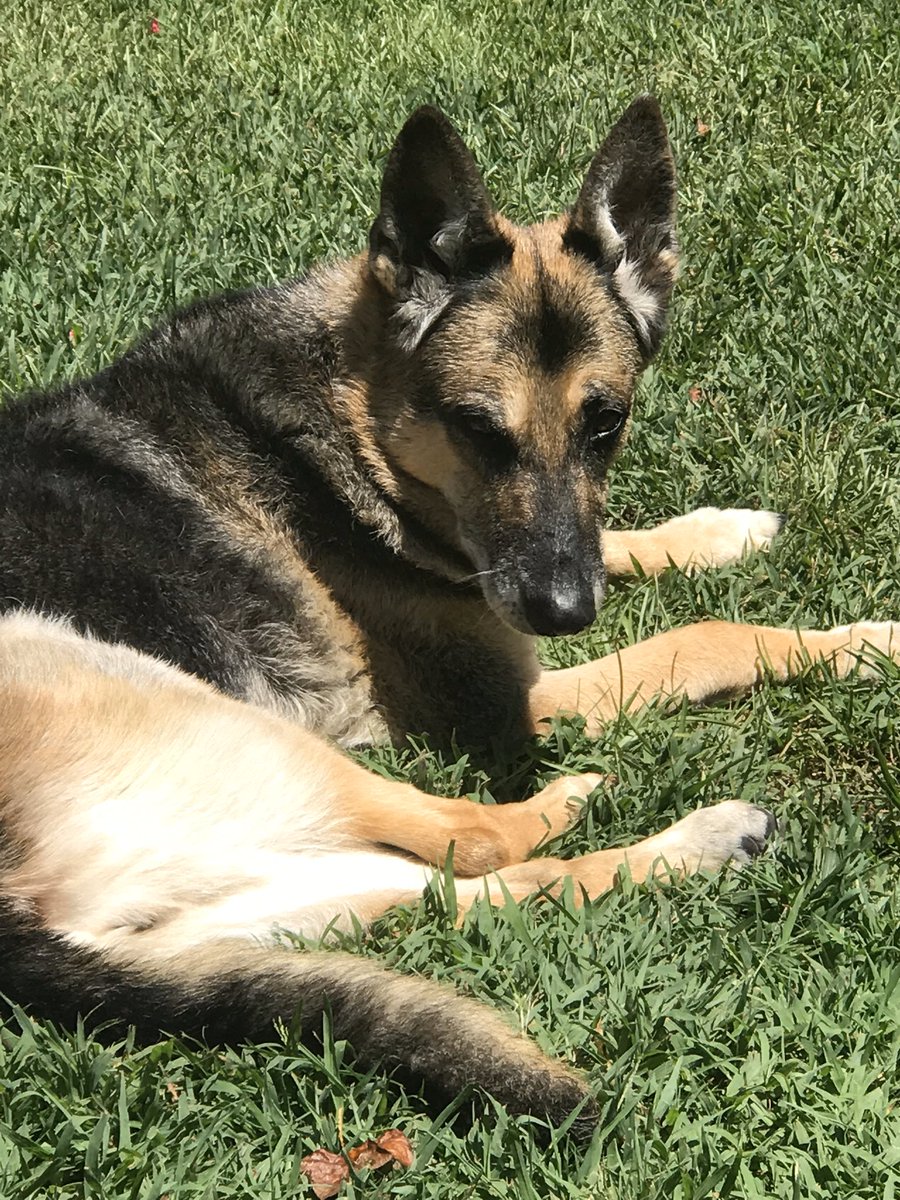 You said it!
Java is like a Swiss clock. Now she whined an entire hour early for breakfast!
How do you explain DST to a dog, though as bright as she can be?