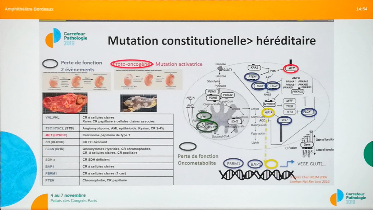 Annpathol's tweet image. "Renal tumors associated with hereditary predispositions in 2019" by @VerkarreVirgin2  Dr Virginie Verkarre
At #CarrefourPathologie2019