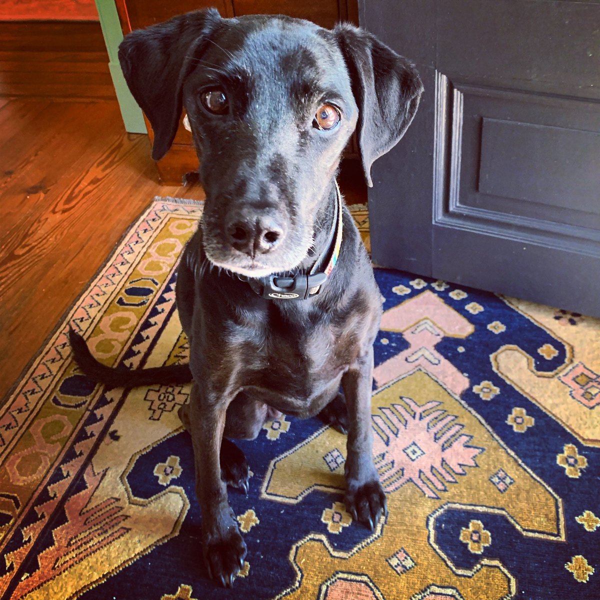 JulieMcGPhoto's tweet photo. Meet Yoko! She’s an adorable rescue dog who lives in our village and despite having the perfect puppy face and physique, she’s the ripe old age of 14! Here’s to #seniordogs! #adoptdontshop #rescuedog #orlean #orleanva #virginia #dogs #dogphotography #dogphotographer #shotoniphone https://t.co/3ZKXU4WTwU