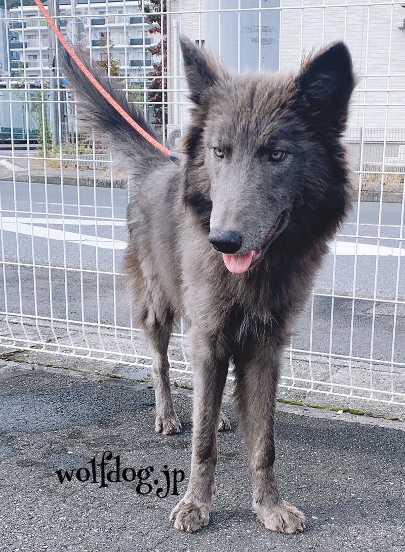 ローズ ウルフ 狼犬子犬 現在募集している子はいません 年 ユミル ギン 檻飼育ではなく散歩に連れ歩く愛玩タイプの 狼犬になります イケメン化がとまらないギンの写真を載せておきます ウルフドッグ 狼犬 オオカミ犬 ローズウルフ