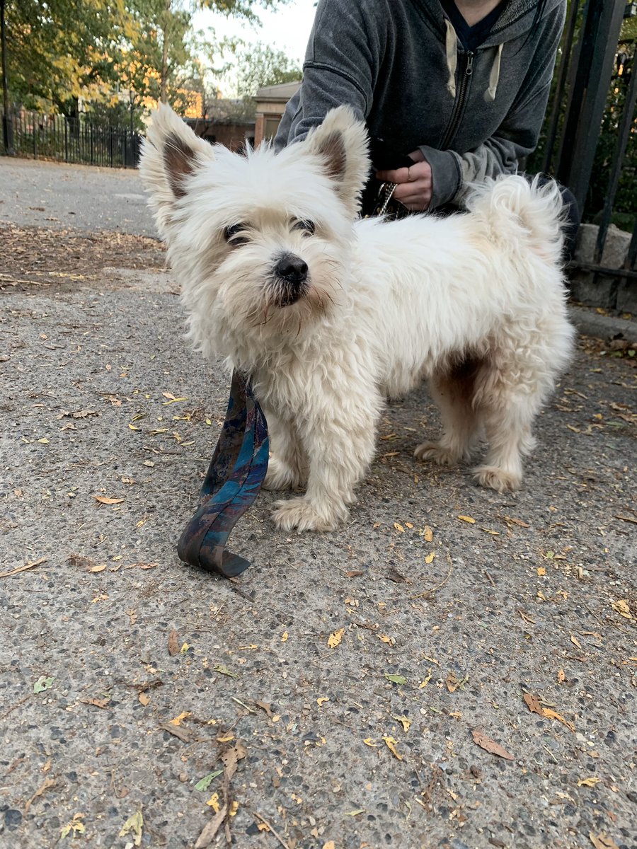 evgrieve's tweet photo. This dog was found in Tompkins Square Park this morning with a necktie as a makeshift collar. No tags. https://t.co/N1tr8ua7pn