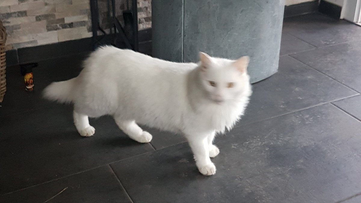 christinemaier4's tweet image. My fur family is growing. New member, Blacky the senior cat.
No one came for him. Could&apos;nt leave him at the shelter. ❤️🐾🐱
#adopt #FosterFirst #family