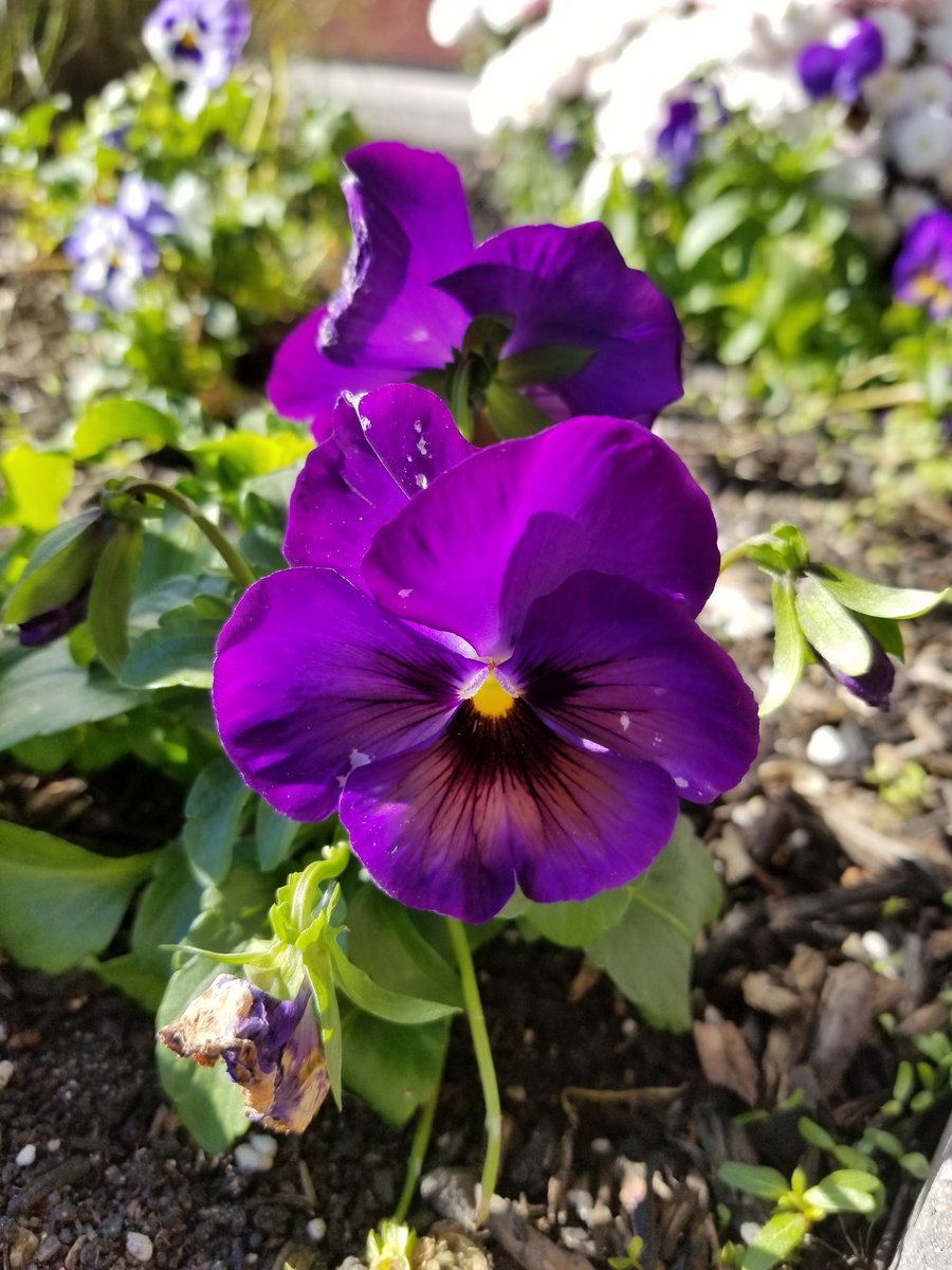 ~Even though it suddenly went from summertime temps to winter, I have a flower pic for you. And yes, winter, not Autumn. Dropped to below freezing last night and according to the ten day, we're due for temps in the twenties.