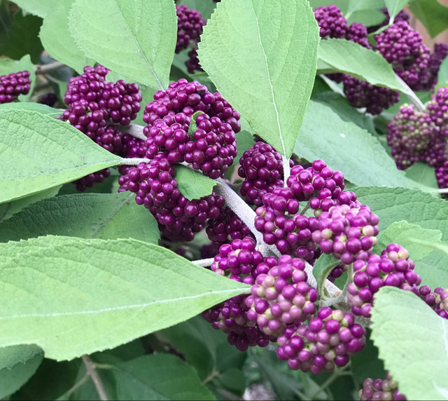 GrowItMobile's tweet photo. American beautyberry is a fast growing native perennial shrub! The berries persist throughout the winter, even when the leaves are gone, providing food for birds and a source of color in the winter landscape. #beautyberry #plantnatives https://t.co/nM4IMeUN8X