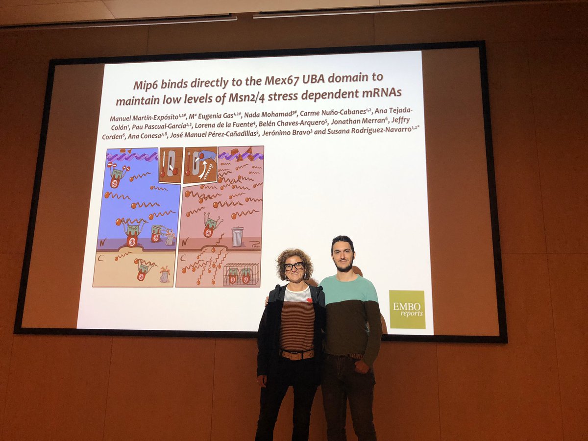 susaopina's tweet photo. Our last paper is online @emboreports Mip6 story @yeast_papers by @LoloMartin89 with our colleagues @anaconesa JCorden, J.Bravo @IBV_CSIC &amp; JM Pérez @iqfr_csic at https://t.co/pEdsRJR5RN https://t.co/NdEdAWt9vX