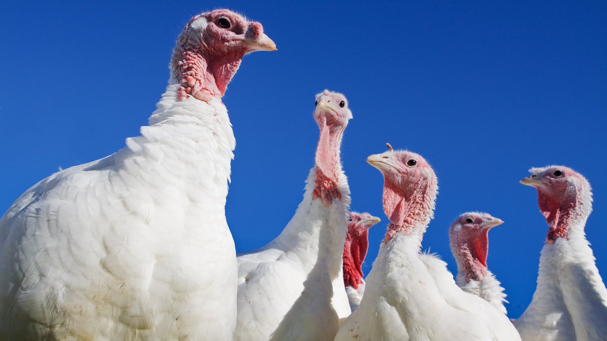 According to the <a href="/natlturkeyfed/">National Turkey Federation</a>, more than 46 million turkeys are to be eaten on Thanksgiving. 

Help us find out how much the average Thanksgiving meal will cost this year by filling out this survey: bit.ly/2qostGQ