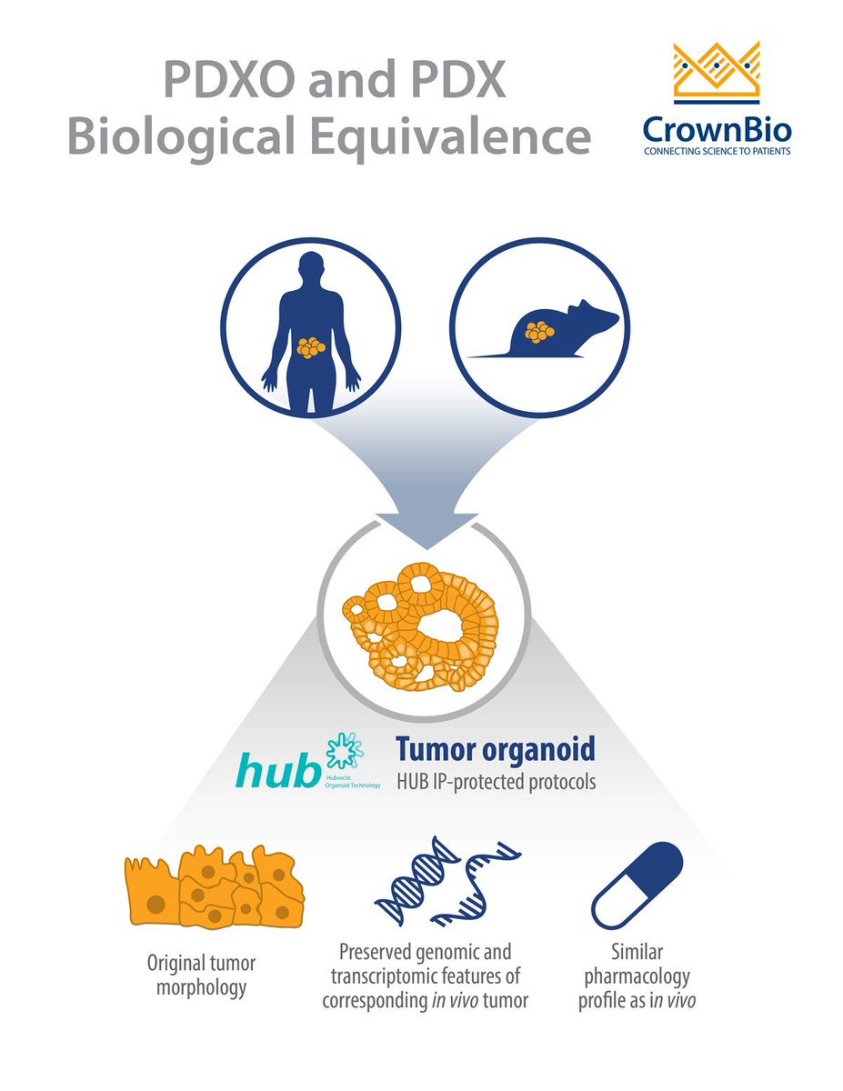 crownbioscience's tweet image. Are PDX and PDX-derived #organoids biologically equivalent? Find out in our latest #oncologyblog post buff.ly/2ovdBFX