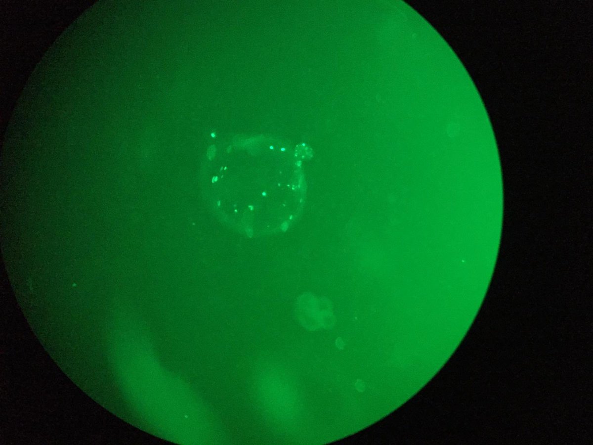 Celebrating #pinklab successful #transatlantic experiment. We all fell in love with green organoids!  #teamwork