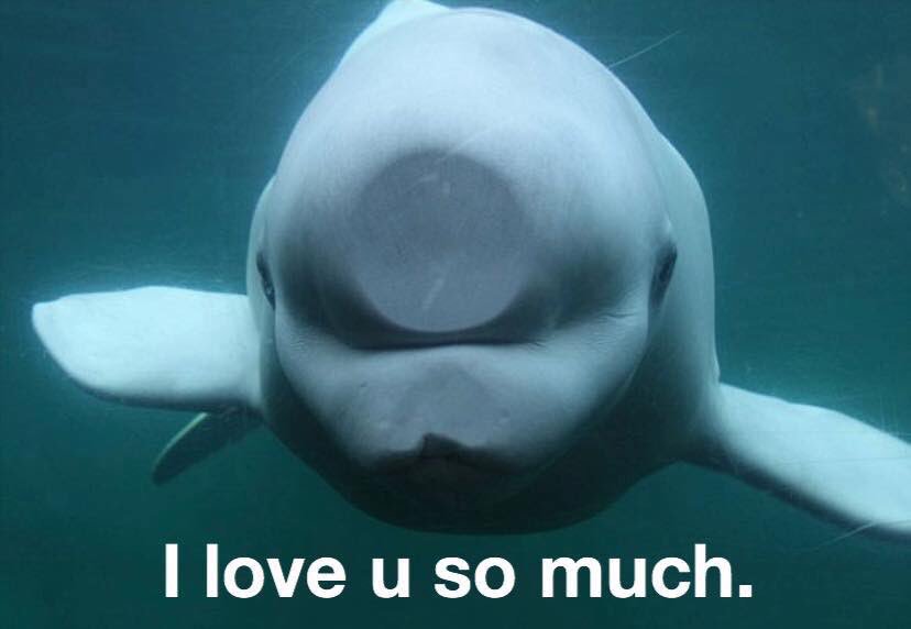 เป็นมีมที่เพิ่มกำลังใจได้ดีเลยทีเดียว