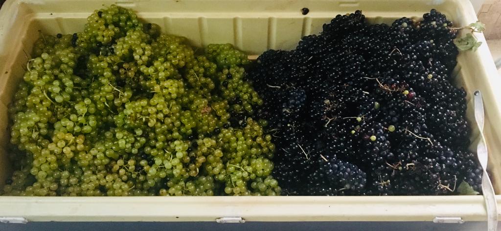 Omar_PrietoPSUV's tweet photo. Con el apoyo del Pdte. @NicolasMaduro impulsamos la cosecha de uvas en el sector Nueva Lucha, municipio Mara; mediante la aplicación de biofertilizantes, biocontroladores y asesoría. Estamos empeñados en hacer de la #ZuliaMia una potencia productiva. 
#VenezuelaAntiimperialista https://t.co/qPSJqQY7lB