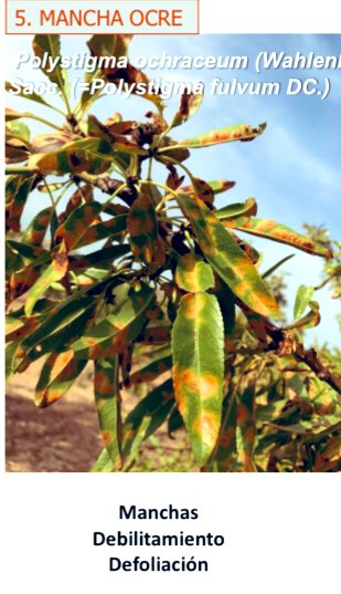 mariajodem's tweet photo. Hoy que los titulares apuntan a precio superior de #almendra #ecologica @agropopular #lonjadereus debéis saber que la variedad #Mardia vigorosa y #superdulce es totalmente resistente a #manchaocre en comparación a #Guara muy susceptible 👉🏿👉🏿👉🏿https://t.co/MjM6MjcGJo https://t.co/mcc3xlBMeA