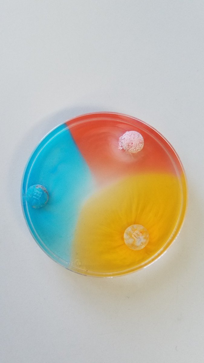 bekper's tweet photo. We had little fun today deciding which M&amp;M colors would dissolve faster in water. Red was the winner, followed by blue and brown throughout the class.  @CitrusParkES @HCPSArea2 @WeAreHAEST @HCPSElemScience https://t.co/1KSQazHWFS