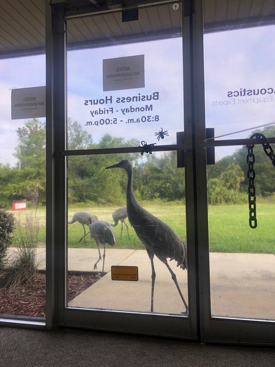 e3diagnostics's tweet image. Our office in Florida, e3 Tele-Acoustics, had some unexpected guests drop by for the day. #BirdWatching #AnimalFun