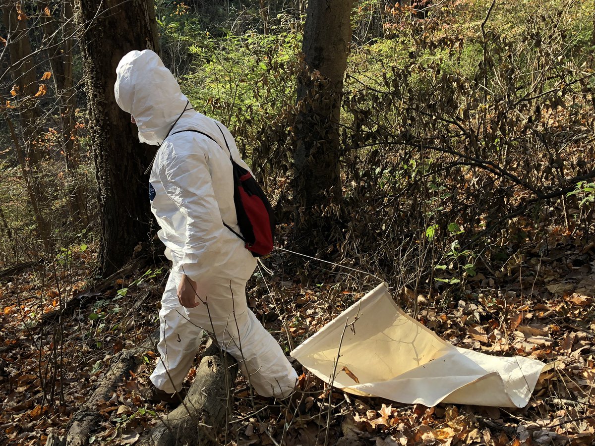 LVCEnvi's tweet image. It’s a beautiful day for tick dragging.  Cara Gibson (BIO ‘20) was excited to break Friday’s record of 9 deer ticks. #LVCresearch