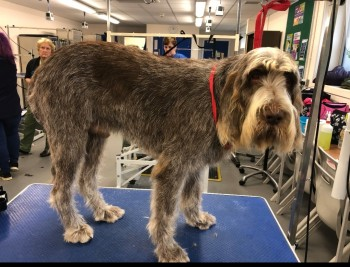 millypod1's tweet photo. 🆘BERTIE #Lost #ScanMe YOUNG Italian Spinone Male #Westhampnett #Chichester #WestSussex #PO19 https://t.co/BSHaBUIFAc https://t.co/wNqkRztEZ1