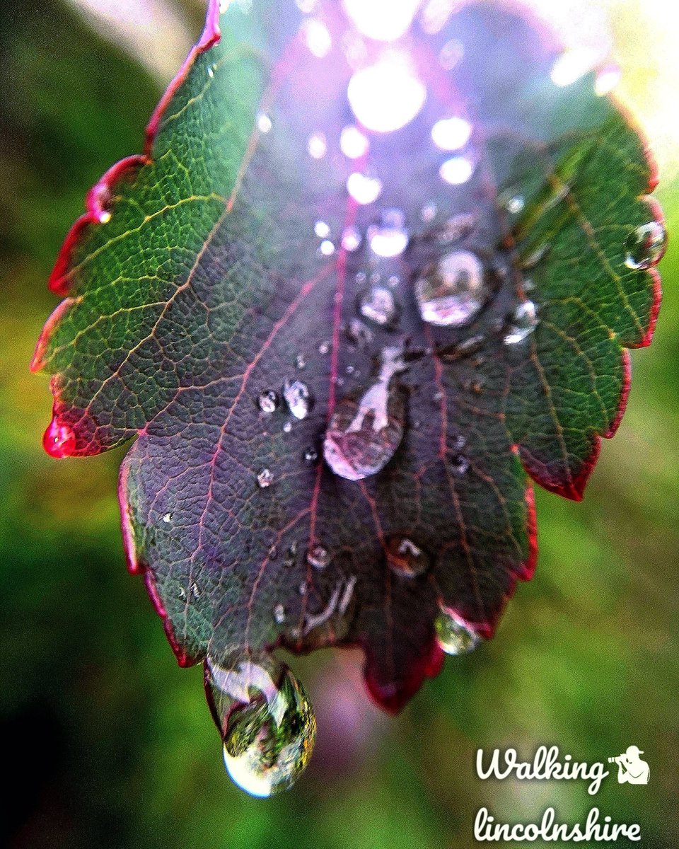 Trying out a new #macro lens for my phone 😁🍂📸
#macrophotography #macro #lincolnshire #lincolnshirelife #lincolnshirephotographer #lincolnshirewalks #autumn #autumnleaves #nature #waterbeads #raindrops #rain #phone #phonephotography #lincsgrammers #huawei