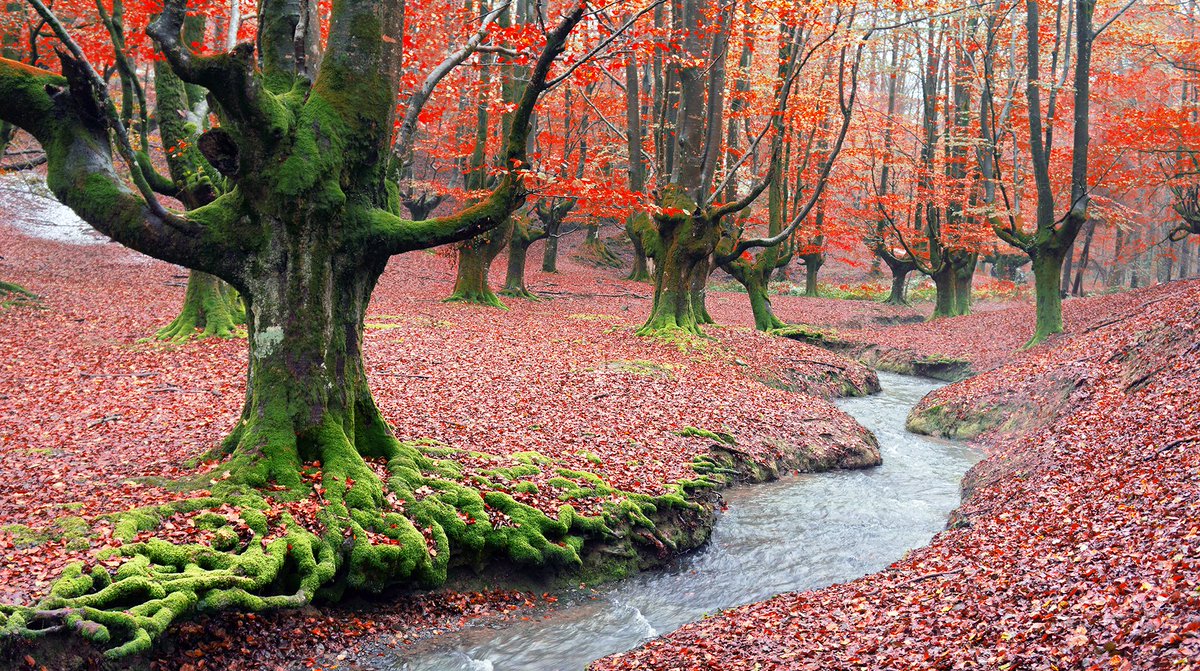 🍁 Los preciosos colores del otoño ya tiñen nuestros bosques. 
🍂 Estos son 8 lugares ideales para disfrutar de ese fantástico colorido: sitiosdeespana.es/articulo/ocho-…
Uno de ellos es el espectacular hayedo de Otzarreta 👇🏻