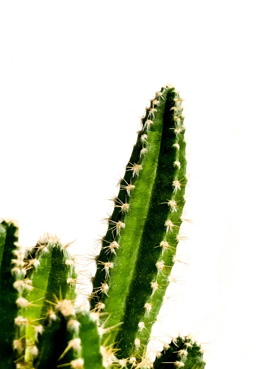 No queremos influir, pero esta foto como fondo de pantalla se ve maravillosa.
.
.
.
.
#atemporalsmm #cactus #minimalism #cactuslover #minimalismo #photography #photooftheday #photo #fotografiaartistica #photominimalism #fotografiaminimalista