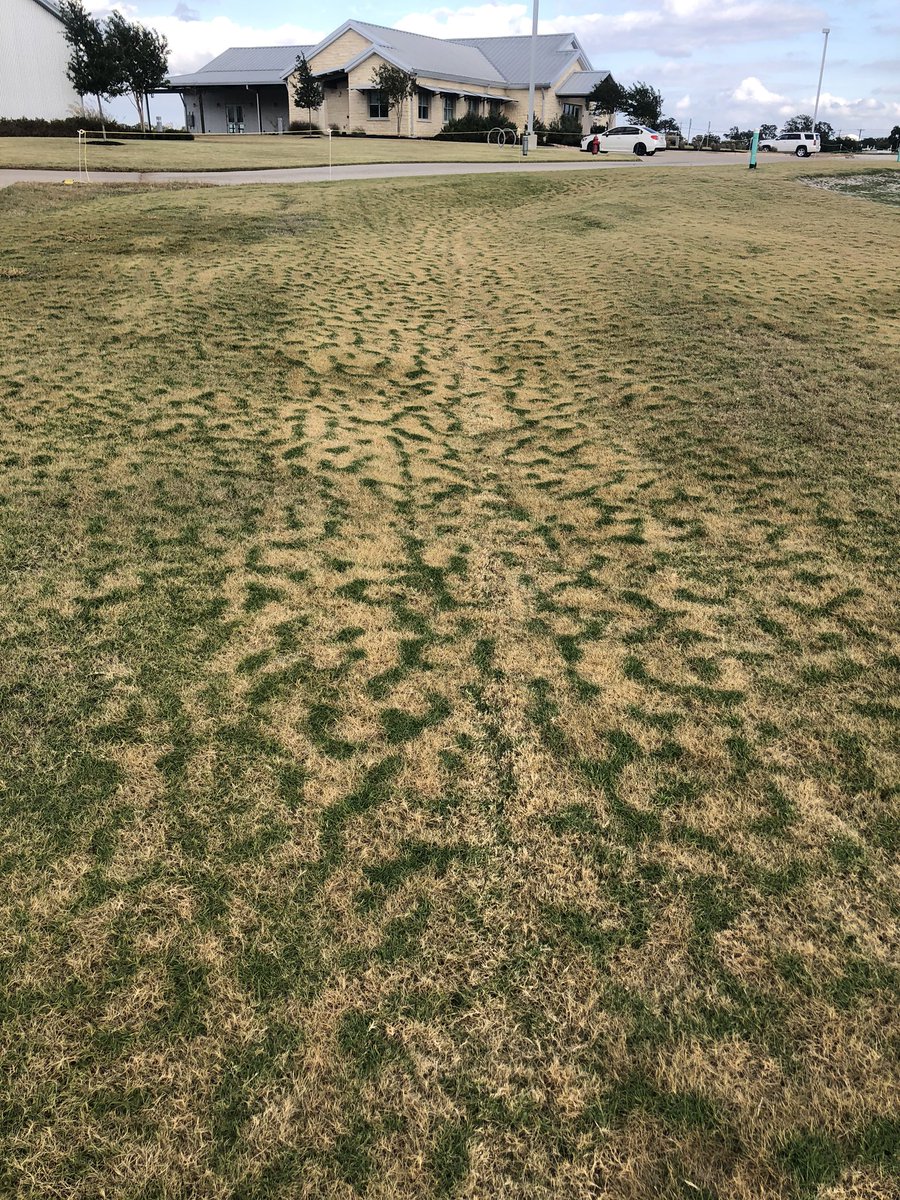 “Tiger stripes” show up after the first  frost of the year. It looks actually kind of nice.