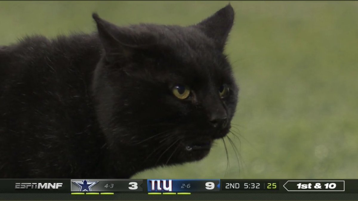 Panthers winning the Super Bowl