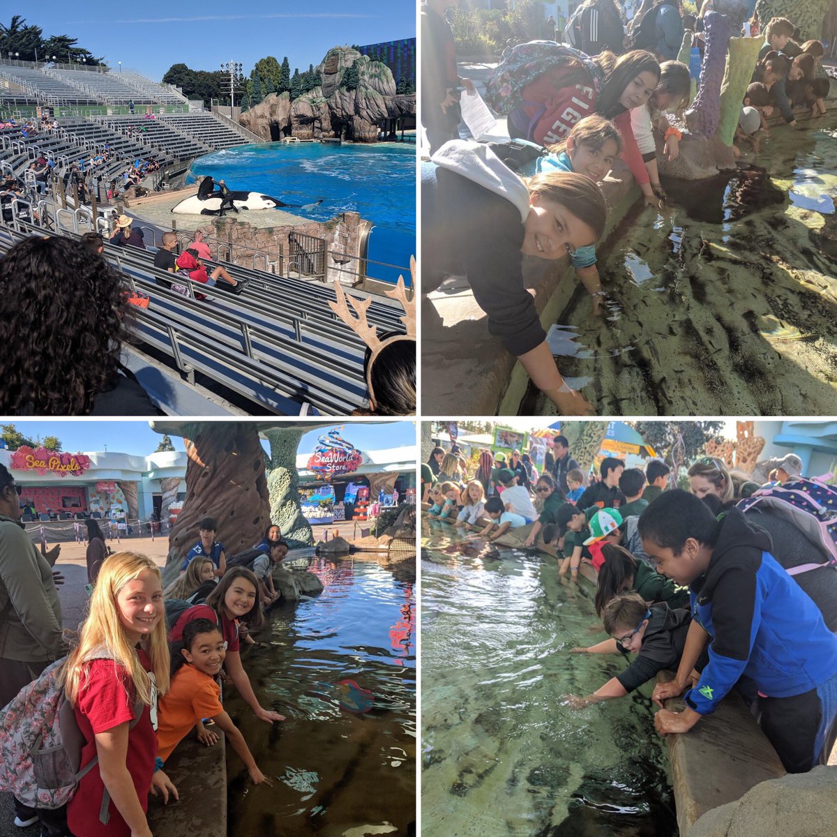 MuM_principal's tweet photo. MUM 5th Grade Scholars valued all the sea life and enjoyed their scientific study trip to Seaworld (10/31). Such a great experience. #LMSVHeart 💙🧡🐬🦑🐋🐡 https://t.co/TcriH430sg