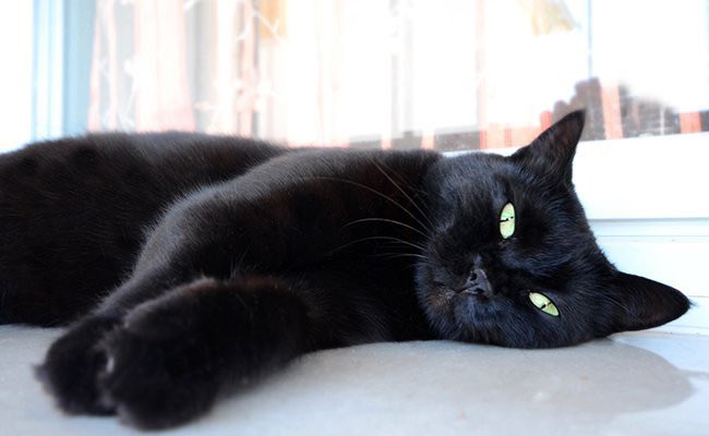 NFLBlackCat's tweet photo. Here I am, waiting for the #Cowboys to choke! https://t.co/LXwwvU8Nms
