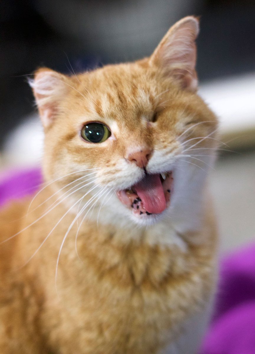 AllCatsRescue's tweet photo. Meet Jujube! This girl may look a little rough, but she is sweet as candy! Her personality is just fantastic -- she is very lovable and friendly. A real lap cat! Juju would be so happy to have a loving home and family! Go to https://t.co/Dfe5Fl3WIx to apply to adopt! https://t.co/UJZxeyAzo2