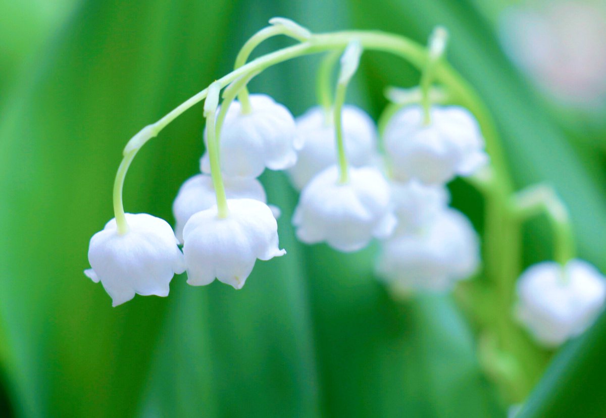 すべての美しい花の画像 元の可愛い 花 画像