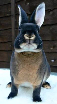 まるでおとぎ話に出てきそう！真っ黒なうさぎ『Black Otter Rex Rabbit』