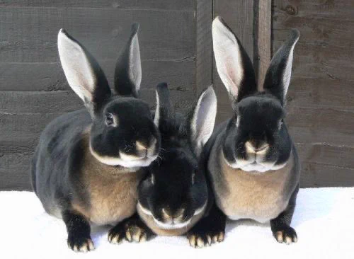 まるでおとぎ話に出てきそう！真っ黒なうさぎ『Black Otter Rex Rabbit』