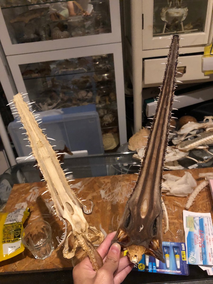 ノコギリザメが増えました 左が骨格標本 右が今回来た肉付きの標本です