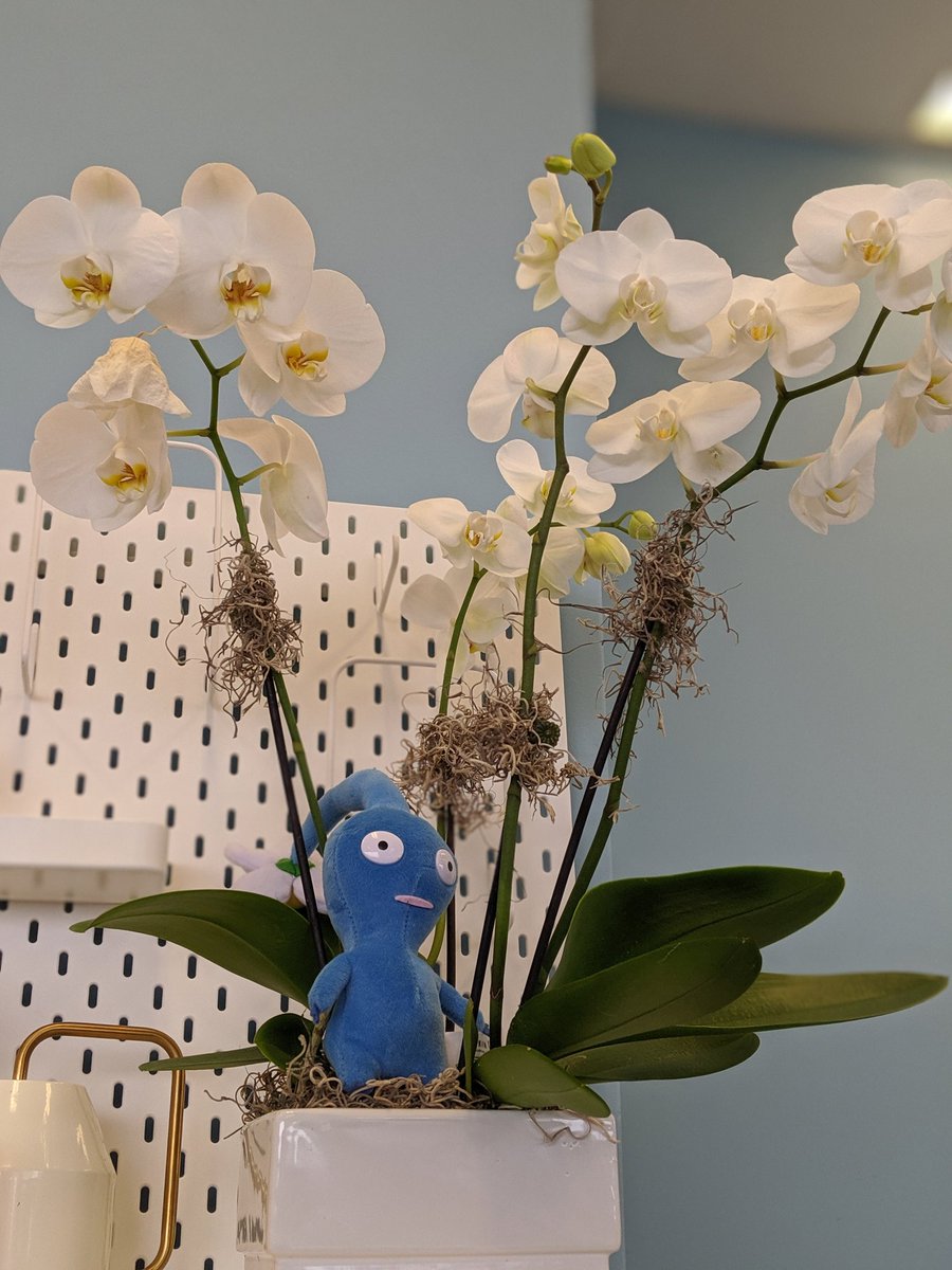 Our office was gifted this gorgeous orchid, so I figured I'd add another plant of my own to it 💙🌼
