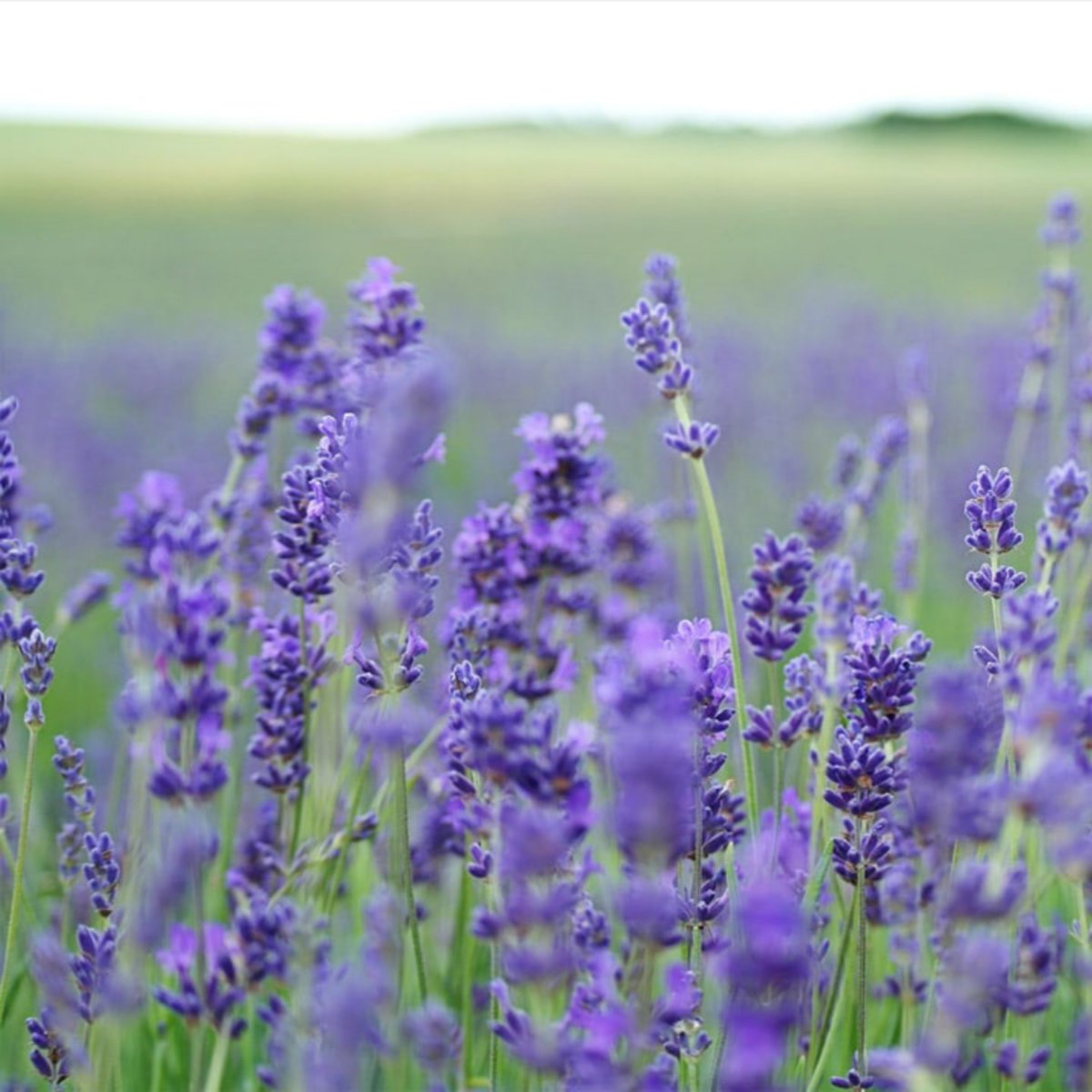 GeneralNatural's tweet photo. Use lavender to give you home a perfect new fresh smell. 
.
.
.
. https://t.co/1tQym3di16