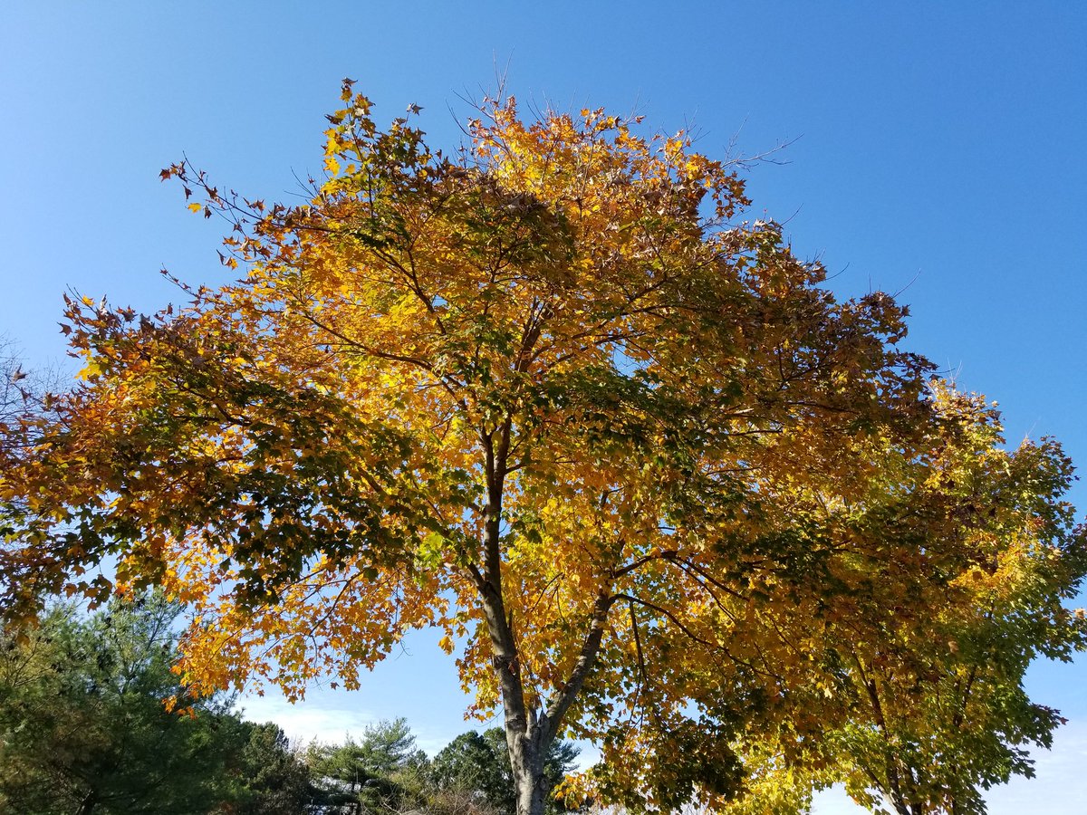 ~Still busy taking care of things. However, I must share this amazing tree with you. #Autumn #November