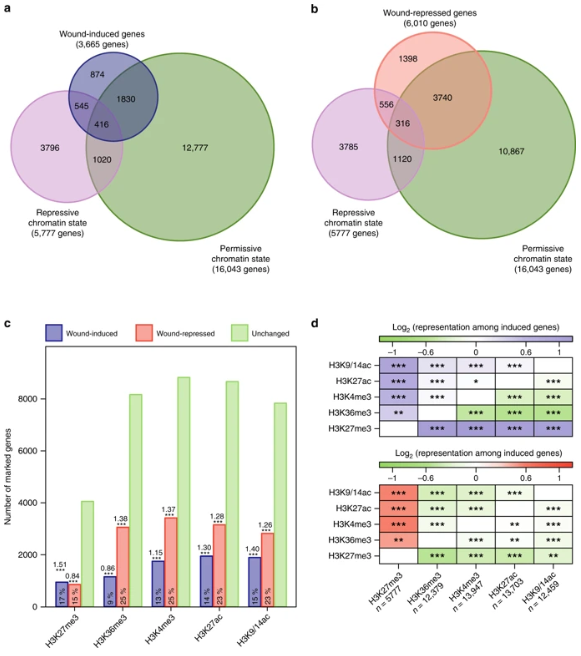 CommsBio's tweet image. Histone acetylation orchestrates wound-induced transcriptional activation and cellular reprogramming in Arabidopsis #PlantRegeneration go.nature.com/2PJza0v